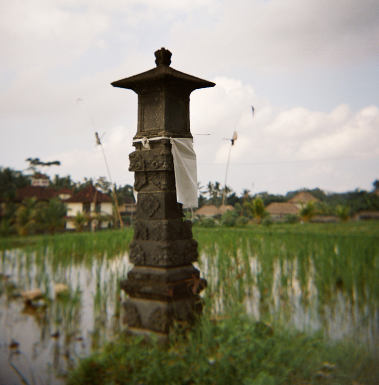 In the rice paddies