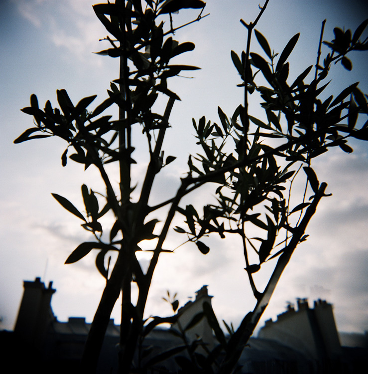Shadow