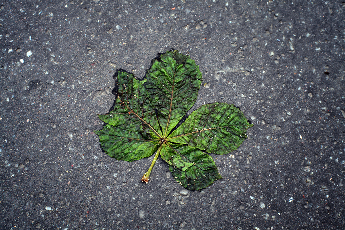 Leaf