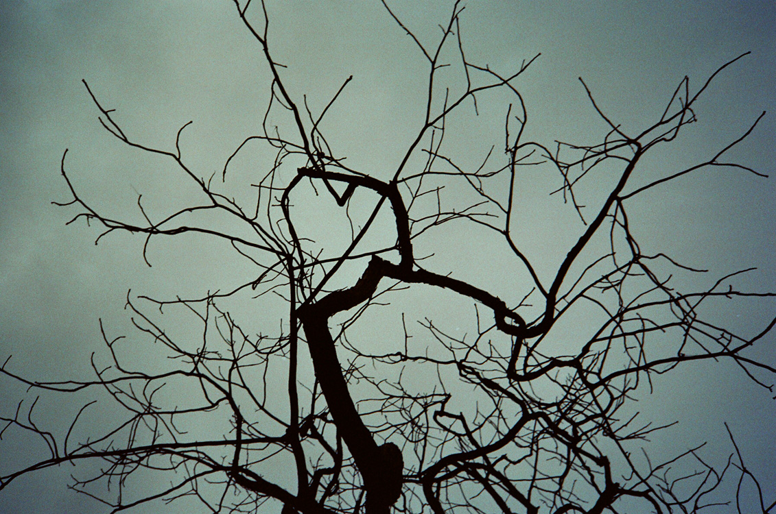 winter tree