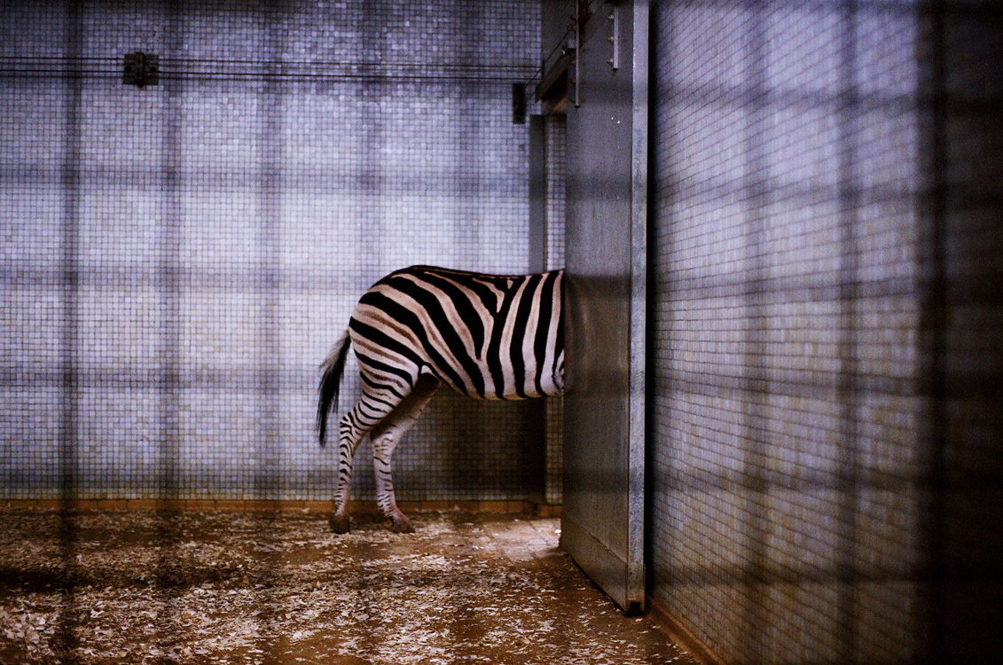 zebra square