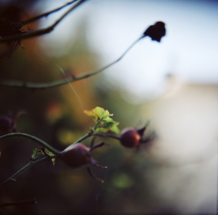 Autumn #1