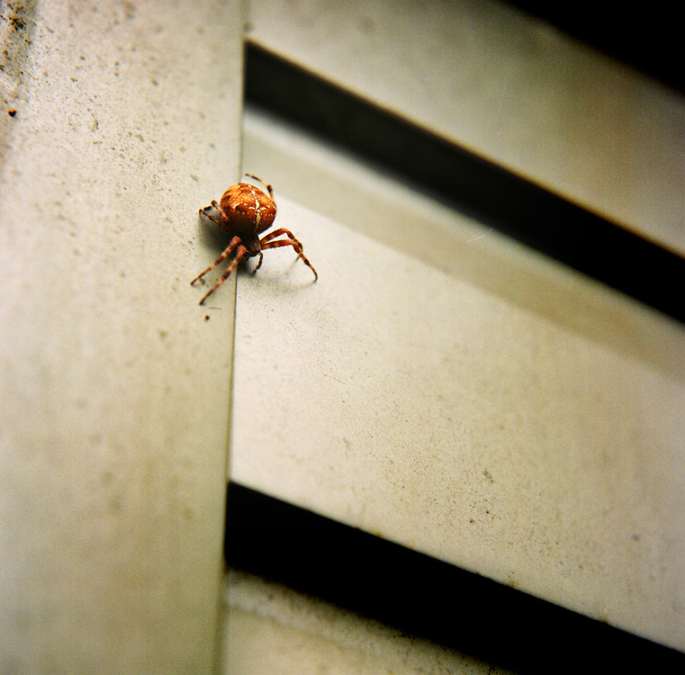 spider