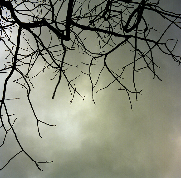 winter tree