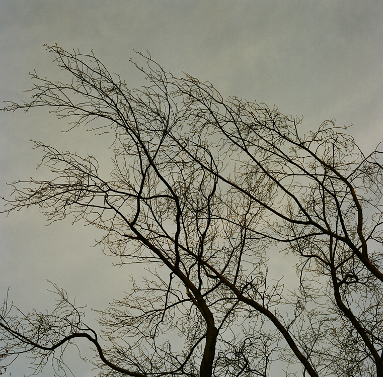 winter tree