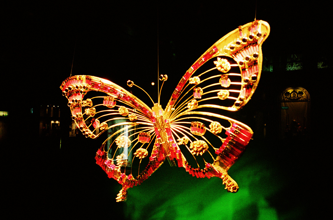 Butterfly