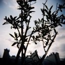 Shadow