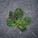 Leaf