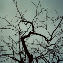 winter tree