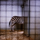 zebra square