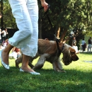 Dog's a best friend