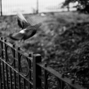 flying