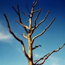 Naked tree