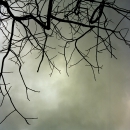 winter tree